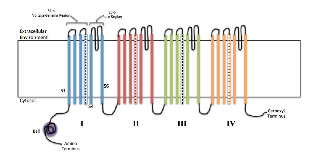 VOC CHANNELS In each protein subunit, the membrane-spanning segments, designated S1- S6, all take the form of alpha helices with specialized functions.
