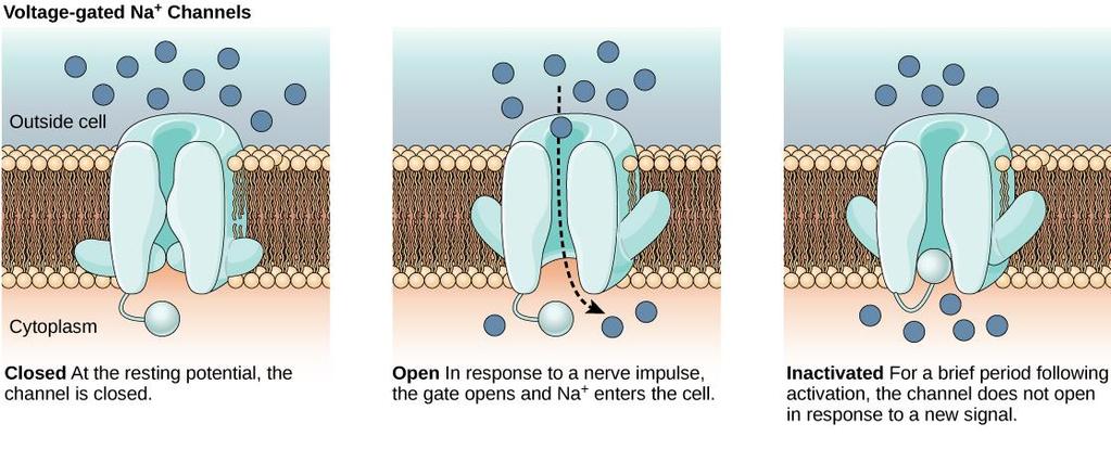 VOC CHANNELS: state of activity A voltage gated ion channel can be in three states: closed, open or inactivated.