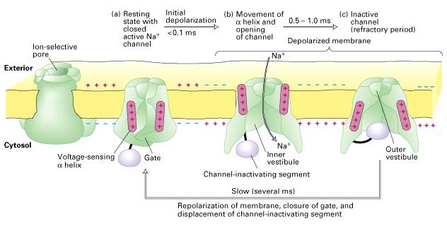 VOC Na + CHANNELS Na + channels are important drug targets. Drugs bind the Na channel inside the pore. Their binding maintains the channel in the inactivated state.