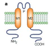 K + CHANNELS: structure 2TM/P channels (which consist of two transmembrane (TM)