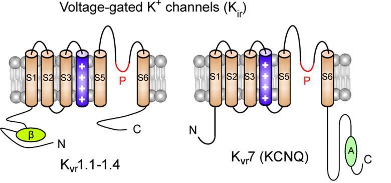 K + CHANNELS Voltage-gated K + channels Kv channels are one of the key components in generation and propagation of electrical impulses in nervous system and in the heart.