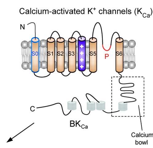 They are the target of Class III anti-arrhythmic drugs Calcium-activated K + channels KCa channels can be grouped into three distinct subfamilies, large-conductance (BK),