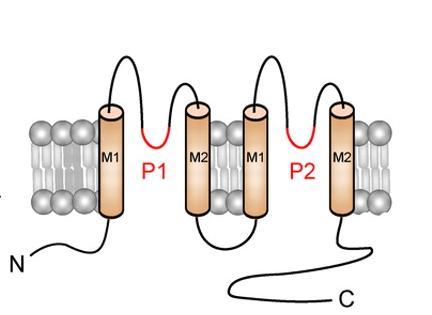 K + CHANNELS Leak or background K + channels This type of potassium channel is formed by two homodimers that create a channel that leaks potassium out of the cell They are all voltage-independent and