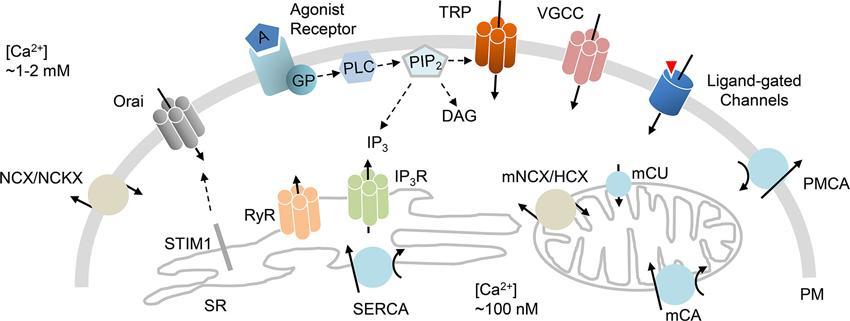 Calcium regulatory mechanisms CALCIUM ENTRY ( ON ) MECHANISMS VDCCs -voltage-dependent calcium channel; ROC-Ligand-gated channels, SOCE -store-operated calcium entry; TRP -transient receptor
