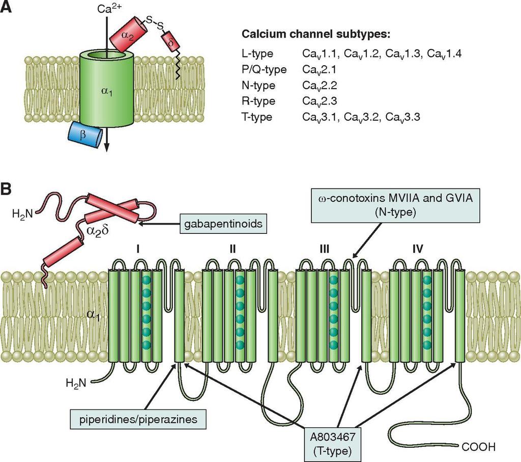 CALCIUM ON MECHANISMS: VOCCs Voltage-Operated Calcium Channels are slightly permeable to Na (also called Ca 2+ - Na + channels), but their permeability to Ca 2+ is about 1000-fold greater.