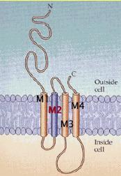 the membrane or lipid bilayer Each polipeptidic subunit