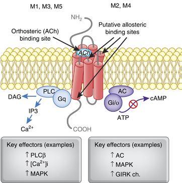 ACH RECEPTORS Acetylcholine binds to both muscarinic and nicotinic receptors.
