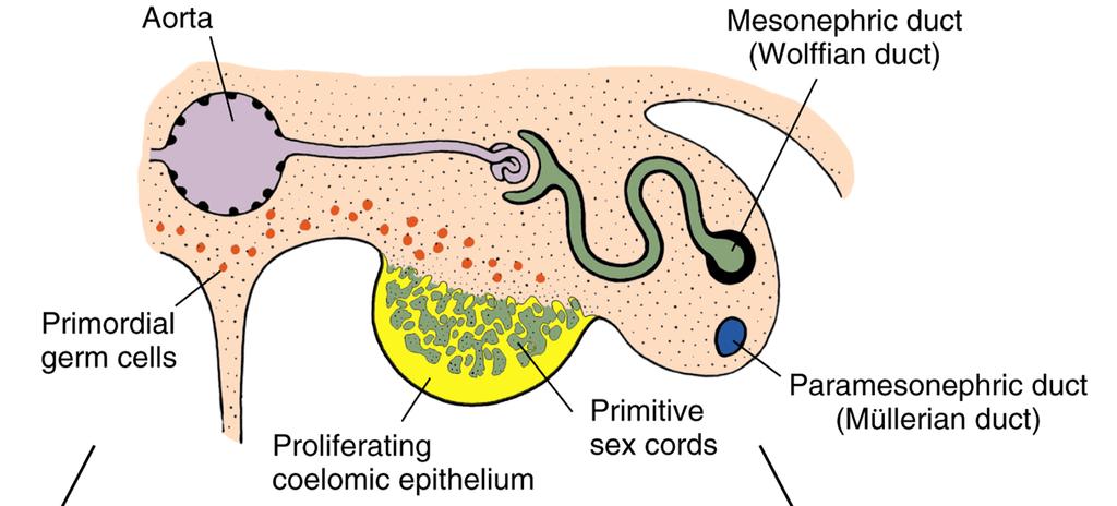 Indifferent stage of human sexual development shown in transverse section.