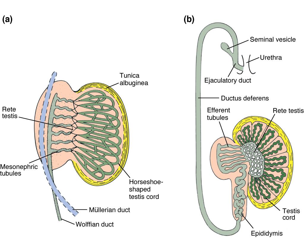 Genital duct development in the human male (a) Fourth month of gestation. The proximal portion of the Wolffian duct is embedded in the embryonic kidney.