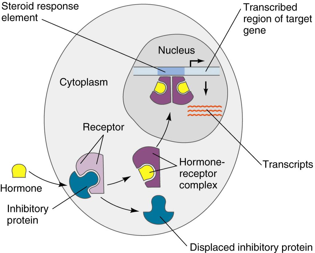Gene Activation by Steroid Hormones Steroid hormones (including progesterone and testosterone) have receptor proteins. The hormone binds to the receptor while displacing an inhibitory protein.