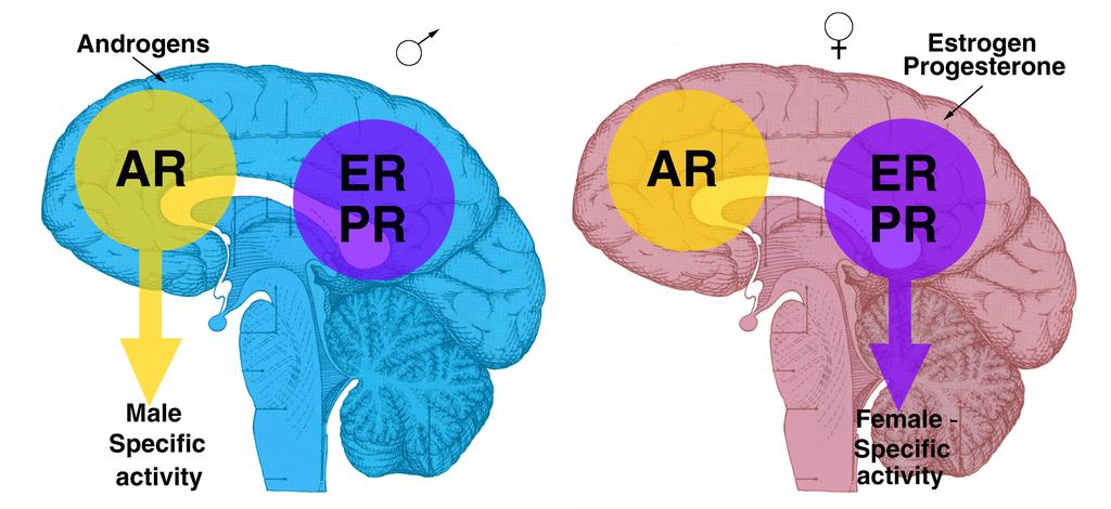 Hormones Cause Sex-Specific Brain Activity The receptors for androgens (AR), estrogen (ER), and progesterone (PR) have distinct