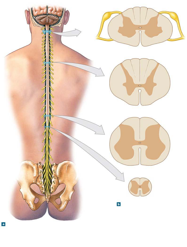 Figure 13-2 Gross Anatomy of the Adult Spinal Cord Dorsal root Posterior median sulcus Dorsal root ganglion White matter C 1 C 2 Central canal Gray matter Cervical spinal nerves C 3 C 4 C 5 C 6 C 7 C