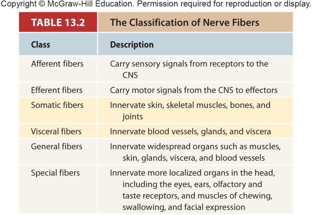 General Anatomy of Nerves Sensory (afferent) nerves Carry signals from sensory receptors to the CNS Motor (efferent) nerves Carry signals from CNS to muscles and glands
