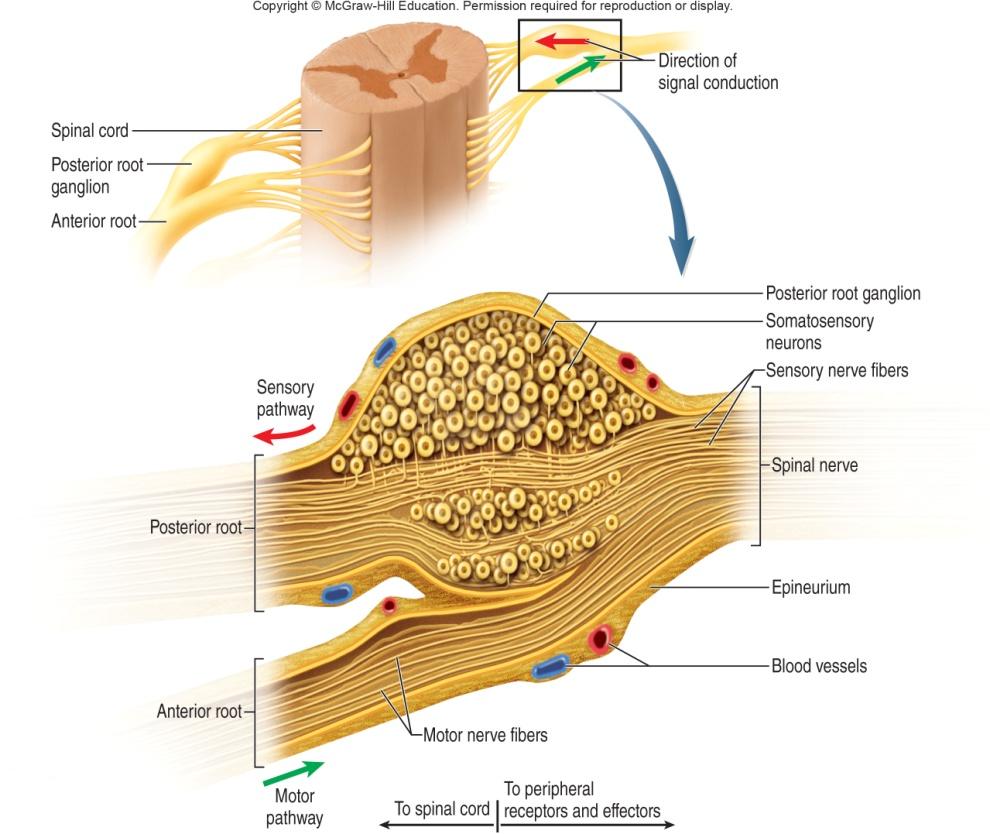 General Anatomy of Nerves and Ganglia Figure 13.