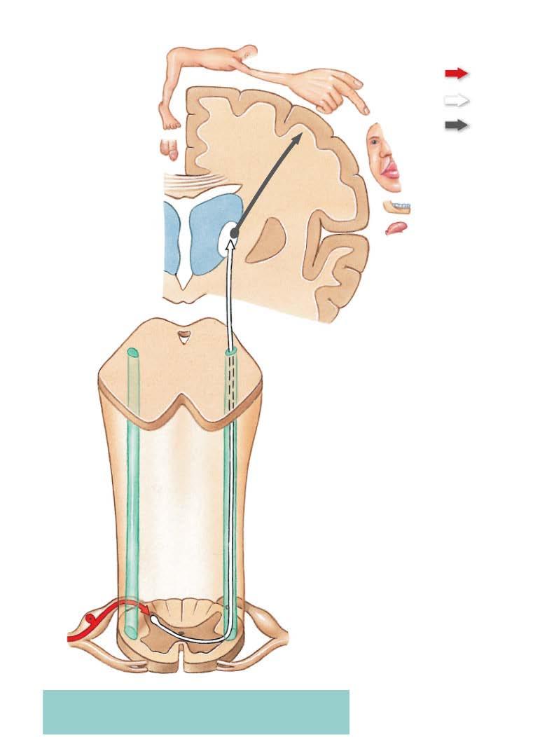 Figure 15-5 Somatic Sensory Pathways SPINOTHALAMIC PATHWAY KEY Axon of firstorder neuron Second-order neuron Third-order neuron Midbrain Medulla oblongata The lateral