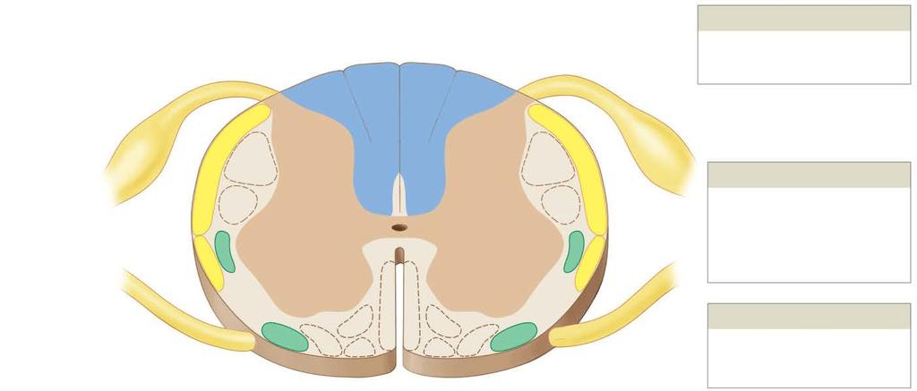 Figure 15-4 Sensory Pathways and Ascending Tracts in the Spinal Cord Dorsal root Posterior column pathway Fasciculus gracilis Fasciculus cuneatus Dorsal root ganglion