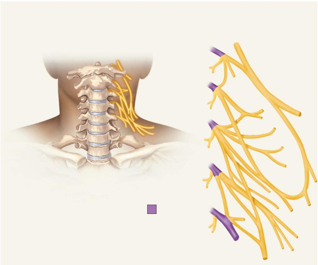 The Cervical Plexus Copyright The McGraw-Hill Companies, Inc. Permission required for reproduction or display.