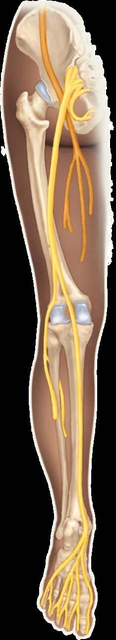 Hip bone Roots Sacrum Anterior divisions Femoral nerve L1