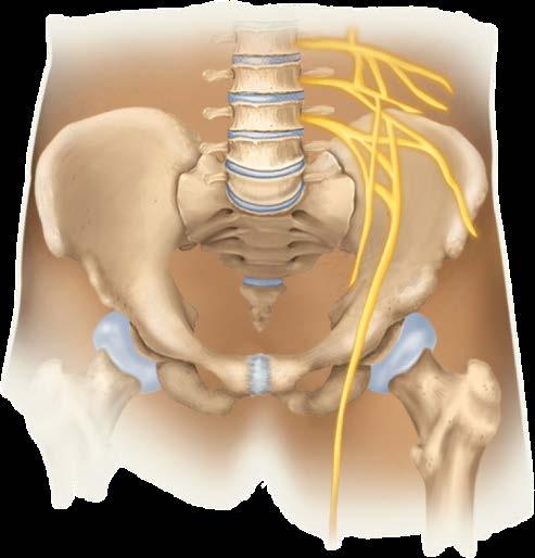 Tibial nerve Obturator nerve Common fibular nerve L4