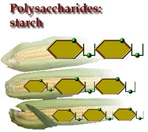 Examples of Polysaccharides In plants, glucose