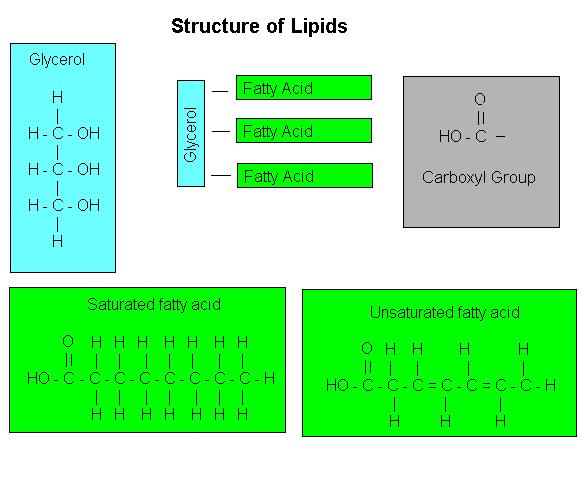 Lipids Lipids are macromolecules including Fats, Waxes and Oils. Primary function is energy storage.