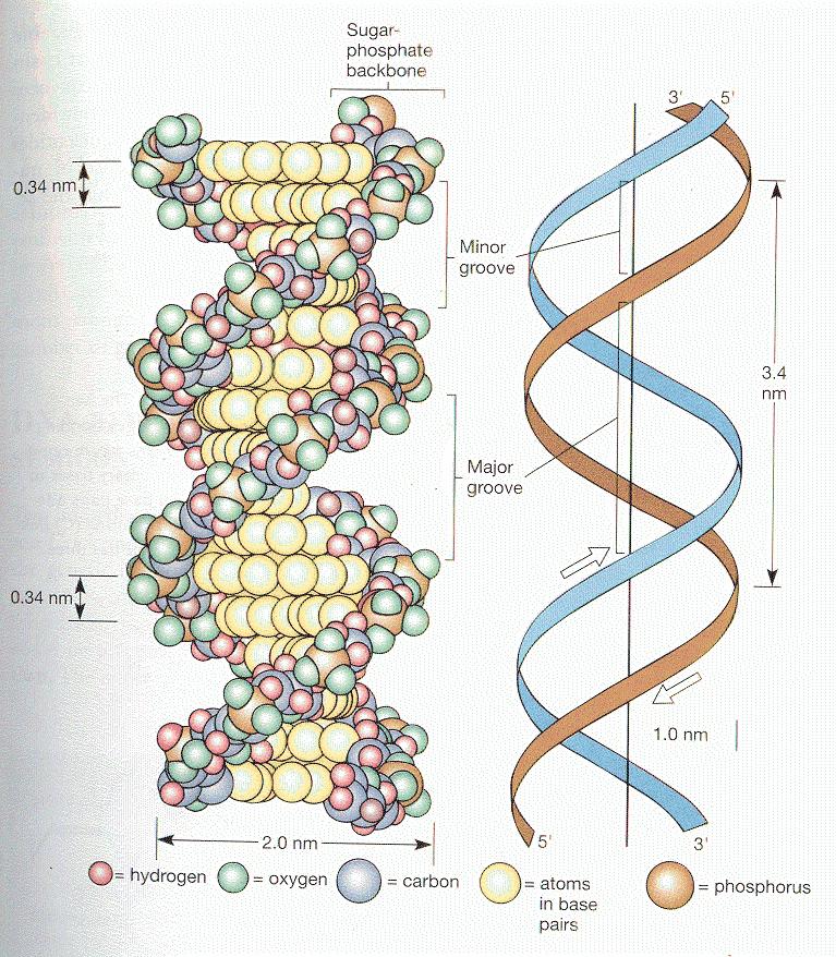 Nucleic Acids Two types of Nucleic acids DNA (Deoxyribonucleic Acid) RNA (Ribonucleic