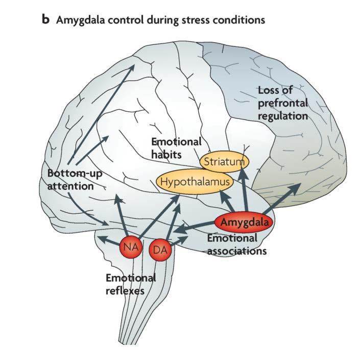 Amygdala Regulation During stress conditions The prefrontal cortex loses control Amygdala (emotions, fear, anxiety) takes over as part of the