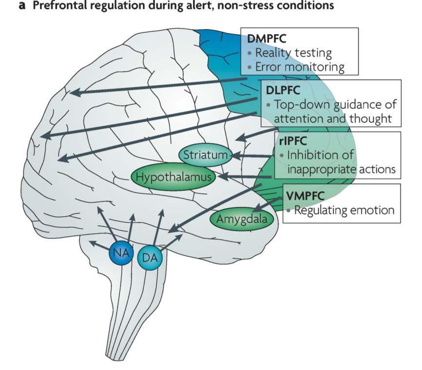 Prefrontal Cortex Regulation During non-stress conditions The prefrontal cortex Flexible regulation of emotions and behavior Enables us to properly respond to a changing environment Monitors errors,