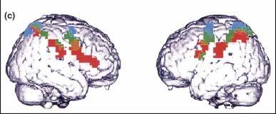 Macaque pre-motor and posterior parietal mirror neuron areas Homologous Human MNS - Buccino