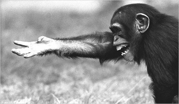 Chimpanzee and bonobo gestures 31 distinct