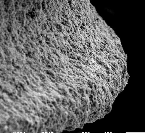 Animal Studies Bone Response to SBM Surface SEM s of Our Surfaces SBM: Blasted with Soluble HA Particles SBActive: 10µm layer of HA Particles Brazilian Study* Shows SBM % Provides