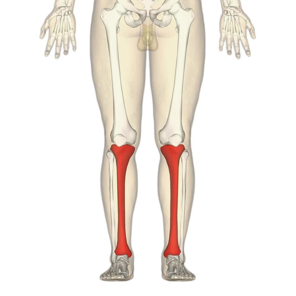 Anatomy- structure & function Tibia- Latin word- means Flute 2 nd largest bone in body Articulates with Femur above