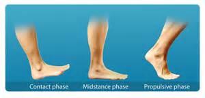 High tensile forces are generated in the plantar fascia: At