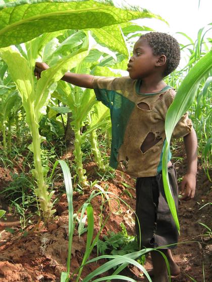 Tobacco Farming and Child Labor Children as young as 5 years old involved in tobacco farming Parents send