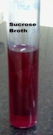 Starch Hydrolysis Test: Figure 9 There was discolouration of the litmus at the bottom of the tube,