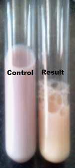 Citrate Test: There was no change in the color indicating no citrate hydrolysis.