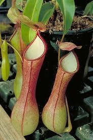 Enzymes in Nepenthes release the
