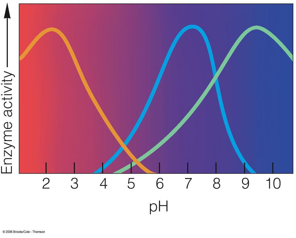 Effect of ph Pepsin (in