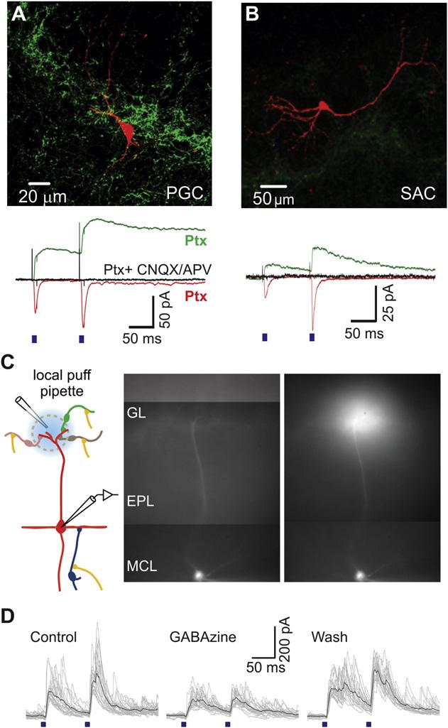 Figure 5. Light-Evoked Inhibition in MCs Is Also Mediated by Glomerular Layer Interneurons (A and B) Top: confocal images of a reconstructed PGC (A) and SAC (B) filled with biocytin during recordings.