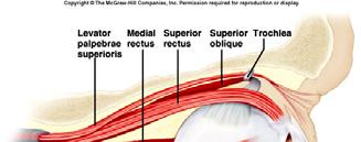 The Extrinsic Muscles of