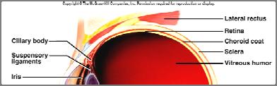 extrinsic eye muscles