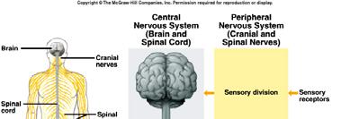 Nervous System 5