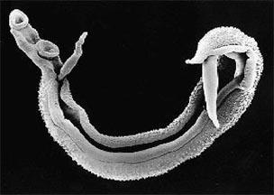 Trematodes Flukes Ventral and Oral