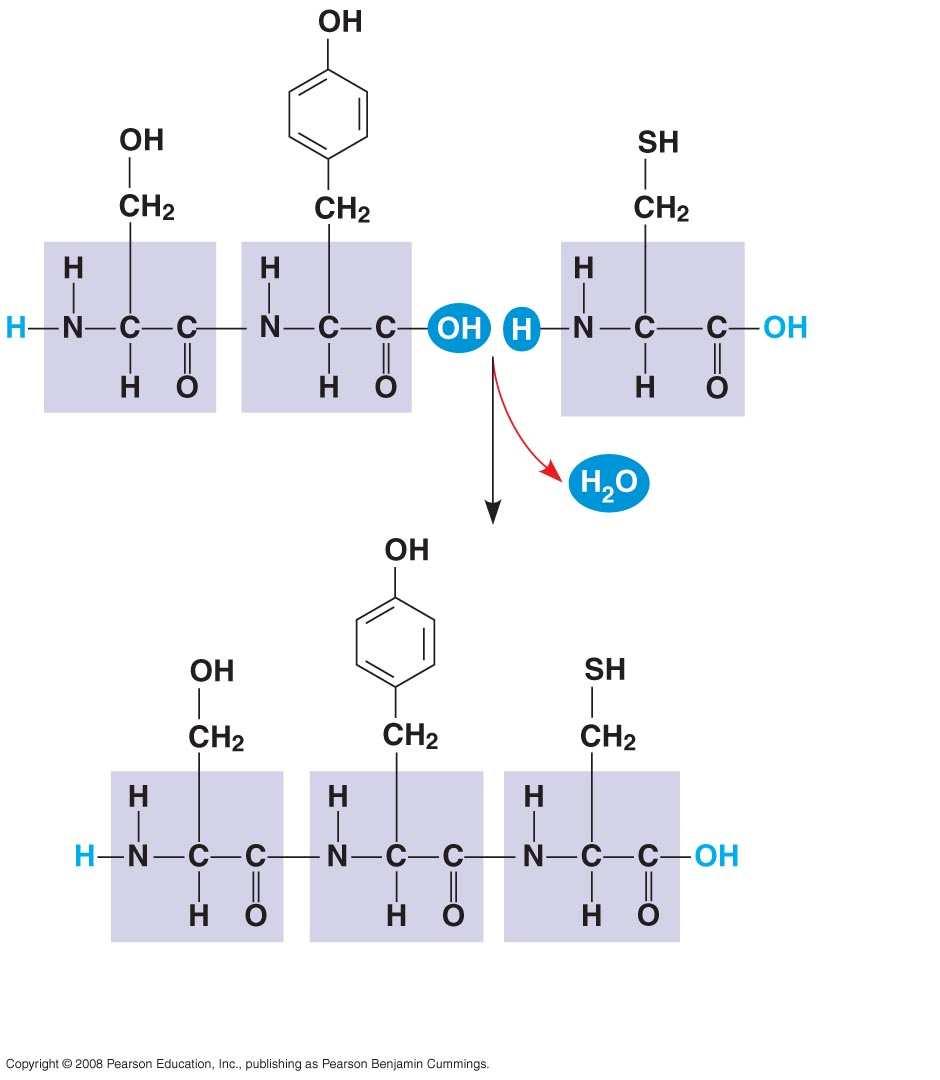 Fig. 5-18 Peptide bond (a) Peptide bond Side chains