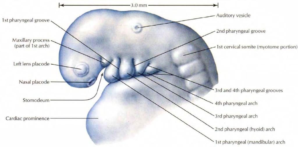 Embryo at 4-5 weeks (Lateral view) By 4th week of development, bars of mesenchymal tissue separated by deep clefts.