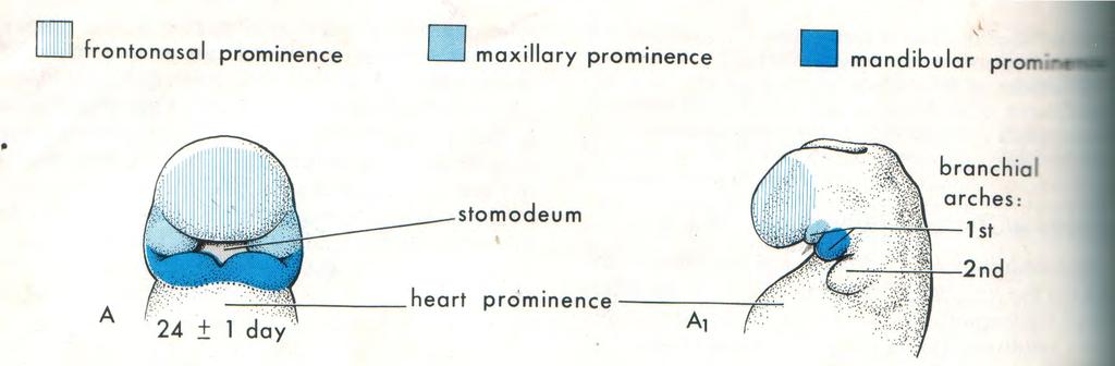 Face develops from 5 prominences that surround the stomatodeum -