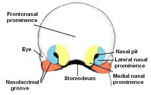 The maxillary prominences continue to increase in size and: Laterally, merge with the mandibular prominences to form the cheek Medially, compress the medial nasal