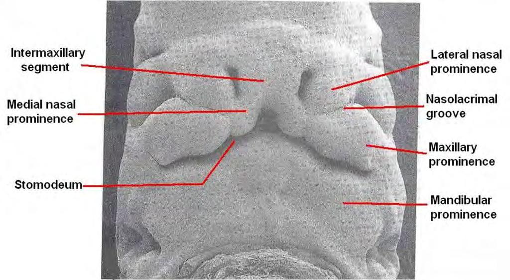 The medial nasal swellings enlarge, grow medially and merge with each