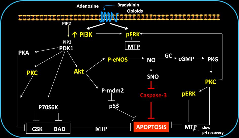 Active Caspase3/βactin Sirt1/18SrRNA Apoptosis execution : :ACTIVATES CARDIOPROTECTIVE KINASES AND REDUCES APOPTOSIS EXECUTION Ischemic Non-Ischemic 300 250
