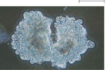 Multicellular organisms depend on cell division for development from a fertilized cell growth repair 200 µm 20 µm The cell
